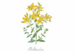 Millepertuis - Célia Portail