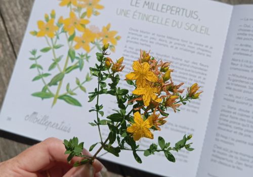 Le millepertuis, une étincelle de soleil